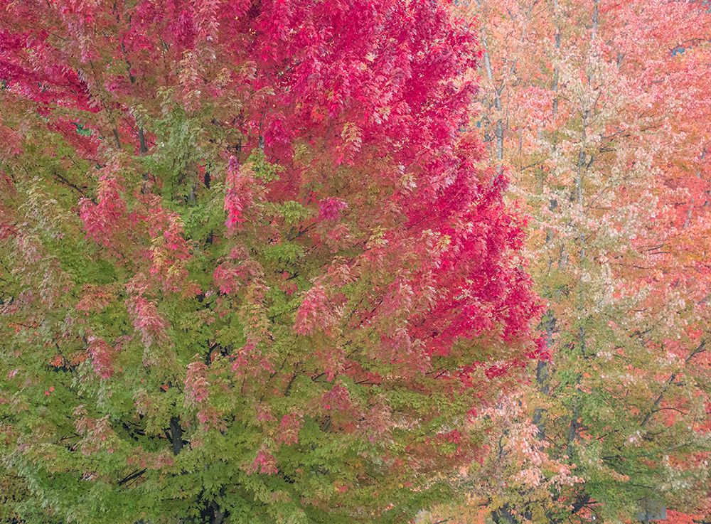 USA-Washington State-Issaquah with fall colored Maple trees along downtown roads